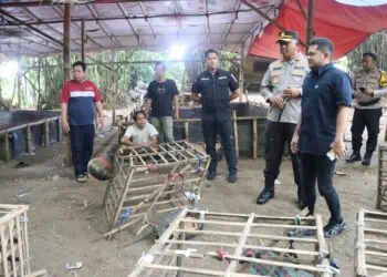 Dipimpin Kapolresta, Arena Judi Sabung Ayam di Jayanti Digulung Polisi