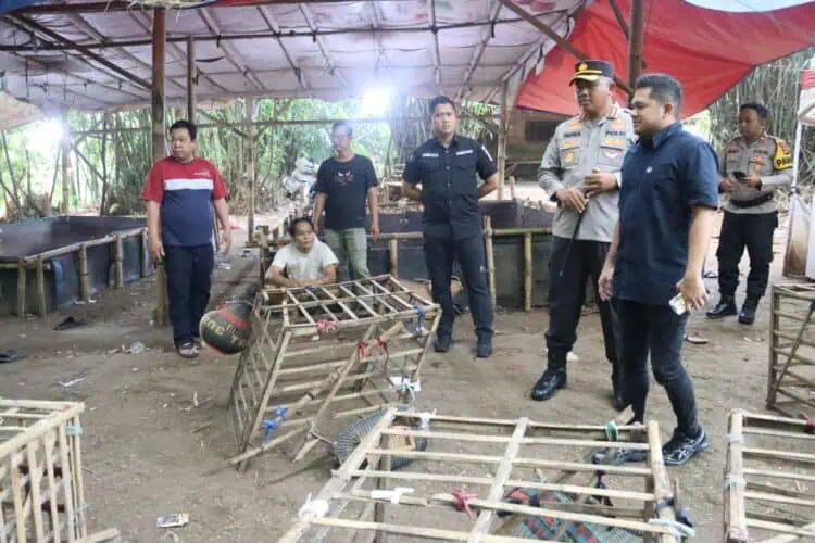 Dipimpin Kapolresta, Arena Judi Sabung Ayam di Jayanti Digulung Polisi