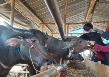 DIPERIKSA KESEHATAN : Sejumlah kerbau untuk kurban diperiksa kesehatan oleh petugas agar tidak ada hewan berpenyakit dijual bebas. (ISTIMEWA)