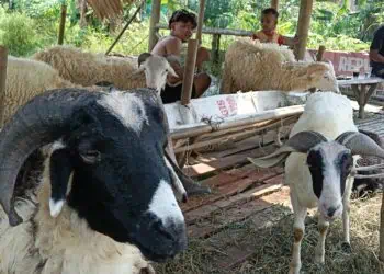 HEWAN KURBAN : Salah satu lapak kambing untuk kurban di Kecamatan Pamarayan. Menjelang Idul Adha, ribuan lapak hewan kurban bakal diperiksa oleh Distan Banten. (ADIB FAHRI/SATELITNEWS.COM)