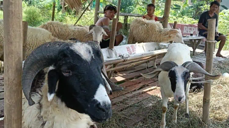 Antisipasi Penyakit Menular, Ribuan Lapak Hewan Kurban Di Banten Bakal Diperiksa
