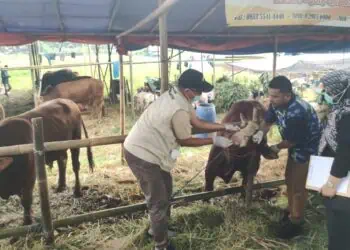 MELAKUKAN PEMERIKSAAN : Petugas gabungan dari Diskan Banten dan instansi terkait melakukan pemeriksaan kesehatan hewan kurban disalah satu lapak pedagang. (ISTIMEWA)