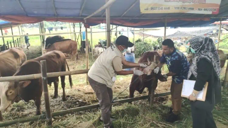 MELAKUKAN PEMERIKSAAN : Petugas gabungan dari Diskan Banten dan instansi terkait melakukan pemeriksaan kesehatan hewan kurban disalah satu lapak pedagang. (ISTIMEWA)