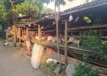 Pemkab Tangerang Larang Pedagang Hewan Kurban Berjualan di Trotoar