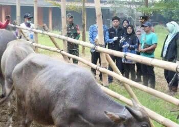 MONITORING - Bupati Pandeglang Raden Dewi Setiani didampingi jajaran pejabat terkait, monitoring hewan kurban di sejumlah lapak penjualan, Rabu (20/5/2026). (ISTIMEWA)