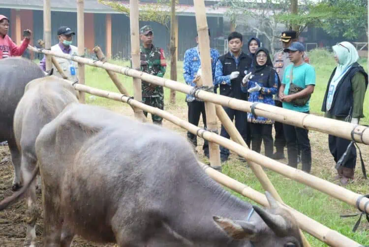 Bupati Pandeglang Pastikan Hewan Kurban Aman Dikonsumsi