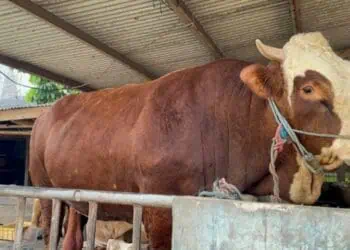Sapi Bantuan Masarakat (Banmas), dari Presiden Prabowo Subianto untuk masyarakat Provinsi Banten. (ISTIMEWA)
