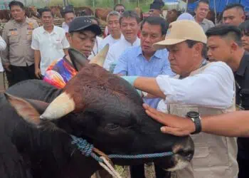 Jelang Idul Adha, Bupati Tangerang Pastikan Hewan Kurban di 334 Lapak Sehat dan Aman