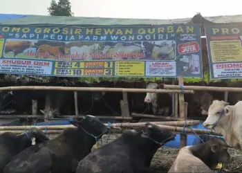 Beli Sapi Gratis Kambing, Pedagang di Pondok Aren Siapkan 1.000 Ekor Hewan Kurban