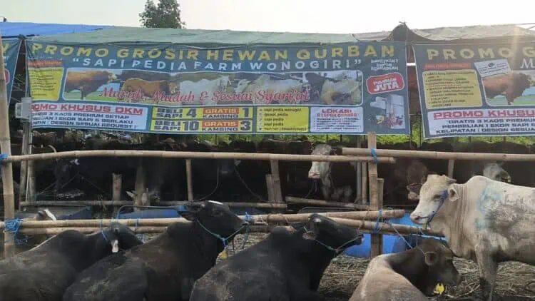 Beli Sapi Gratis Kambing, Pedagang di Pondok Aren Siapkan 1.000 Ekor Hewan Kurban