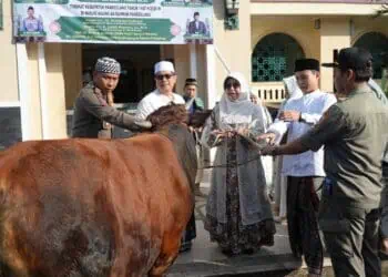 PENYERAHAN HEWAN KURBAN - Bupati Pandeglang Raden Dewi Setiani, secara simbolis menyerahkan hewan kurban kepada Ketua Dewan Kemakmuran Masjid Agung Ar Rahman, Rabu (27/5/2026). (ISTIMEWA)