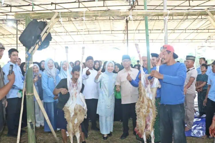Pemkab Serang Bersama PT KAF Sembelih 1.000 Domba Kurban