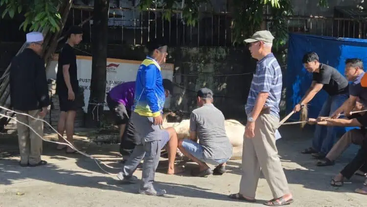 Rayakan Idul Adha 1447 H, Yayasan Pendidikan Pustek Serpong Kurban 2 Ekor Sapi