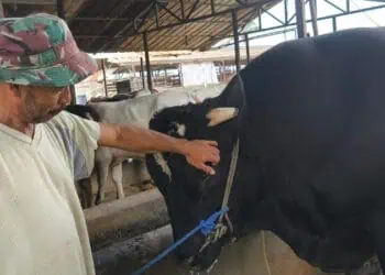 Sapi "Sambo" Milik Peternak Cipondoh Dibeli Presiden Seharga Rp 122 Juta