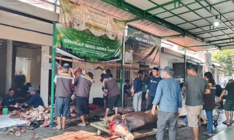 Jumlah Hewan Kurban di Masjid Jami Al-Mu'iid Pinang Melonjak Signifikan, Panitia: Berkat Tabakur