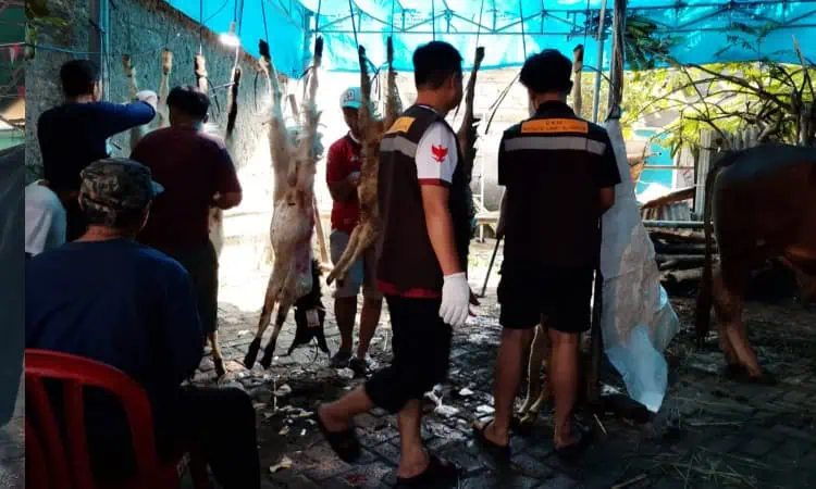 Jumlah Hewan Kurban di Masjid Jami Al-Mu'iid Pinang Melonjak Signifikan, Panitia: Berkat Tabakur Jumlah Hewan Kurban di Masjid Jami Al-Mu'iid Pinang Melonjak Signifikan, Panitia: Berkat Tabakur