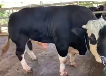 Baron dari Lebak Jadi Sapi Kurban Presiden, Harganya Rp110 Juta