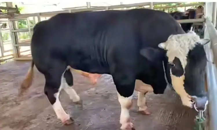 Baron dari Lebak Jadi Sapi Kurban Presiden, Harganya Rp110 Juta