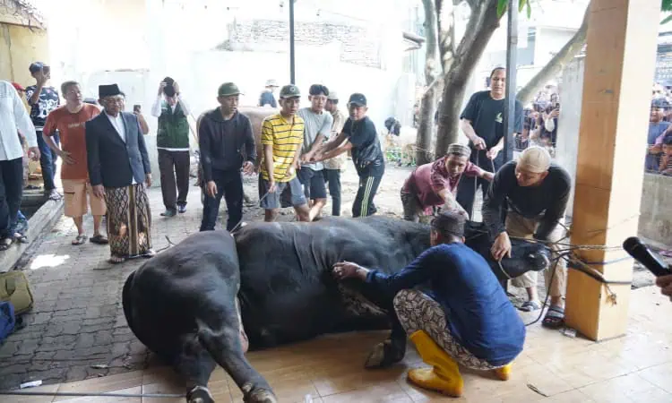 Sachrudin Saksikan Penyembelihan Sapi Kurban Bantuan Presiden di Cipondoh