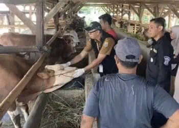 Jelang Iduladha, Peredaran Hewan Kurban di Lebak Diawasi Ketat