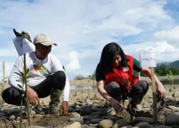 PMI Tanam 25 Ribu Bibit Mangrove untuk Lindungi Pesisir Buru Selatan