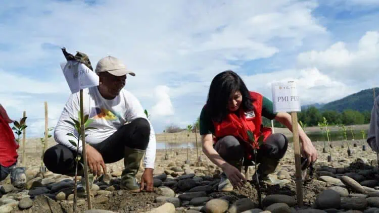 PMI Tanam 25 Ribu Bibit Mangrove untuk Lindungi Pesisir Buru Selatan