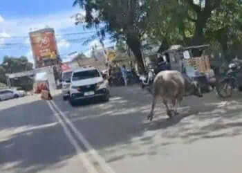 Kerbau Kurban Ngamuk di Kota Rangkasbitung, Acak-acak Rumah Warga