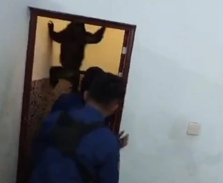 Evakuasi Berlangsung Dramatis, Seekor Lutung di Lebak Serang Petugas