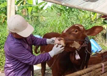 MUI Tangerang Selatan Imbau Warga Selektif Pilih Hewan Kurban