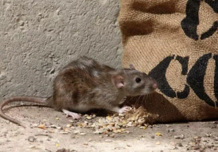 Cegah Hantavirus, Dinkes Lebak: Tutup Akses Tikus