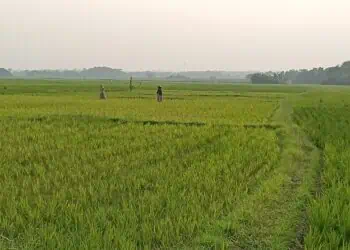 MULAI DITANAM : Sawah milik masyarakat di Kecamatan Tunjungteja, Kabupaten Serang, mulai ditanami. Lahan tersebut masuk dalam kawasan industri, dan banyak diburu para investor untuk diubah menjadi pabrik. (ISTIMEWA)
