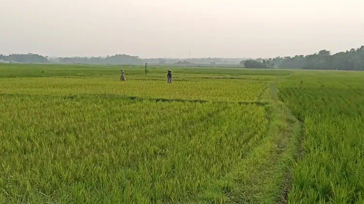 MULAI DITANAM : Sawah milik masyarakat di Kecamatan Tunjungteja, Kabupaten Serang, mulai ditanami. Lahan tersebut masuk dalam kawasan industri, dan banyak diburu para investor untuk diubah menjadi pabrik. (ISTIMEWA)