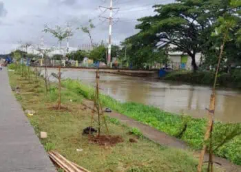 Sinergi Hijau, Gerakan “Banten Teduh Tangerang Sejuk” Targetkan 1 Juta Pohon