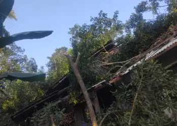 Tertimpa Pohon Tumbang 2 Rumah di Pandeglang Ambruk, 1 Orang Luka-luka