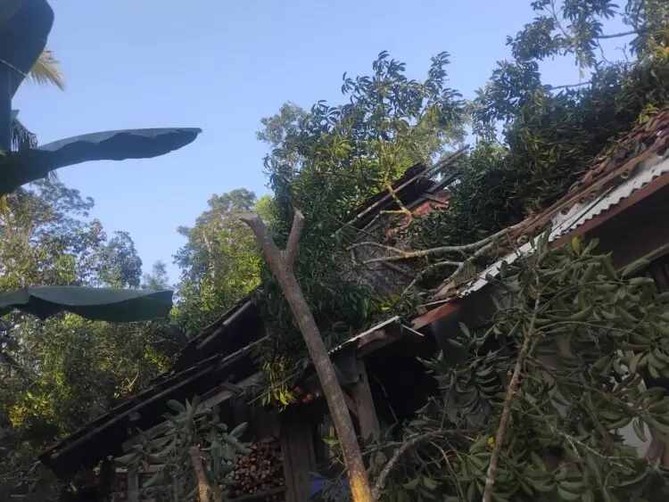 Tertimpa Pohon Tumbang 2 Rumah di Pandeglang Ambruk, 1 Orang Luka-luka