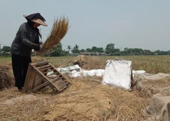 Pemkab Tangerang Waspadai Kemarau Panjang, 15 Kecamatan Terancam Kekeringan dan Gagal Panen
