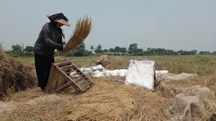 Pemkab Tangerang Waspadai Kemarau Panjang, 15 Kecamatan Terancam Kekeringan dan Gagal Panen