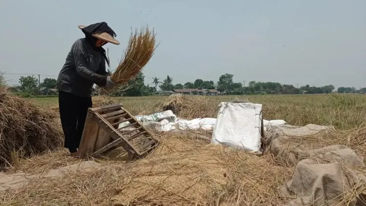 Pemkab Tangerang Waspadai Kemarau Panjang, 15 Kecamatan Terancam Kekeringan dan Gagal Panen