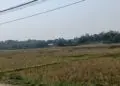 KERING : Belasan hektare lahan pertanian di Kecamatan Pamarayan, mengalami kekeringan.(ADIB FAHRI/SATELITNEWS.COM)