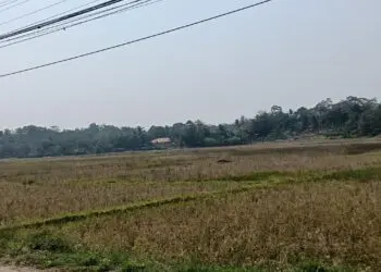 KERING : Belasan hektare lahan pertanian di Kecamatan Pamarayan, mengalami kekeringan.(ADIB FAHRI/SATELITNEWS.COM)