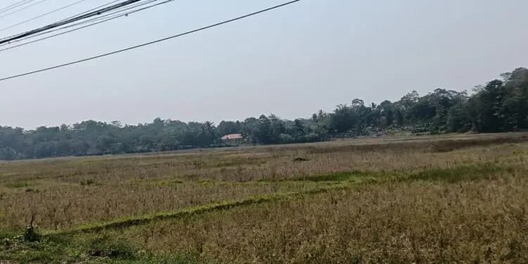 KERING : Belasan hektare lahan pertanian di Kecamatan Pamarayan, mengalami kekeringan.(ADIB FAHRI/SATELITNEWS.COM)