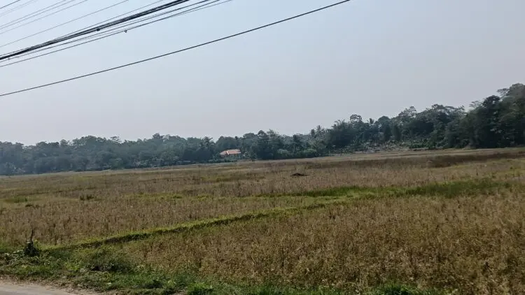 KERING : Belasan hektare lahan pertanian di Kecamatan Pamarayan, mengalami kekeringan.(ADIB FAHRI/SATELITNEWS.COM)