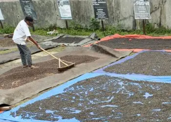 PROSES PENJEMURAN - Seorang petani kopi Desa Bandung, Kecamatan Banjar, Kabupaten Pandeglang, sedang menjemur kopi yang sudah dipetik dari kebun, Selasa (14/7/2026). (MARDIANA/SATELITNEWS.COM)