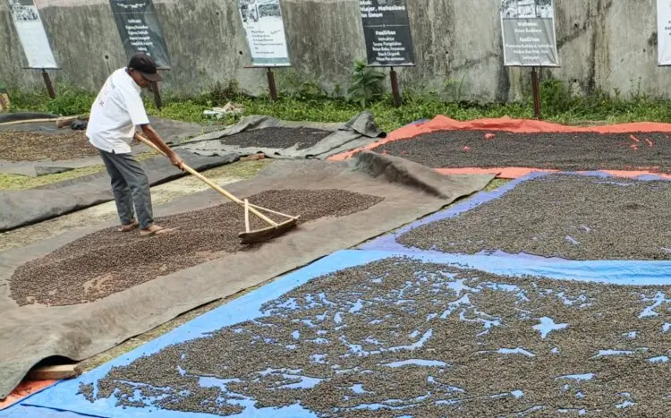 Berdayakan Masyarakat, Desa Bandung Pandeglang Kembangkan Perkebunan Kopi