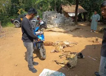 Maling di Lebak Gagal Bawa 5 Ekor Kambing, Motor dan Celana Milik Pelaku Tertinggal