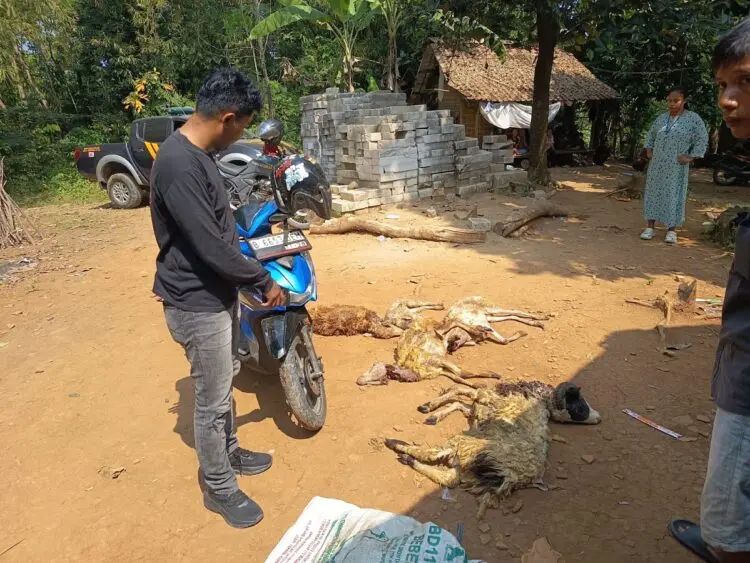 Maling di Lebak Gagal Bawa 5 Ekor Kambing, Motor dan Celana Milik Pelaku Tertinggal