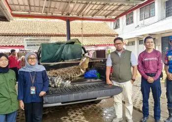 Buaya Jumbo Pantai Cihara Lebak Diserahkan ke Balai PK Pontianak