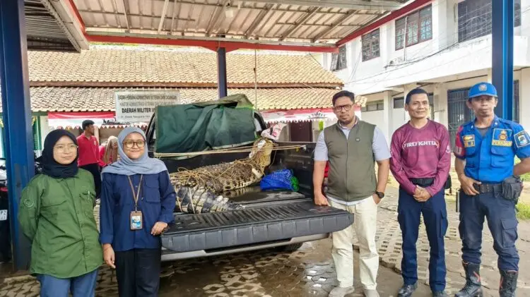 Buaya Jumbo Pantai Cihara Lebak Diserahkan ke Balai PK Pontianak