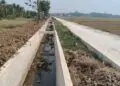 KERING : Daerah Irigasi (DI) di Desa Bojongpandan, Kecamatan Tunjungteja, Kabupaten Serang kering dan tidak bisa dimanfaatkan. Akibat hal itu, lebih dari 80 hektare lahan pertanian mengalami kekeringan. (ADIB FAHRI/SATELITNEWS.COM)