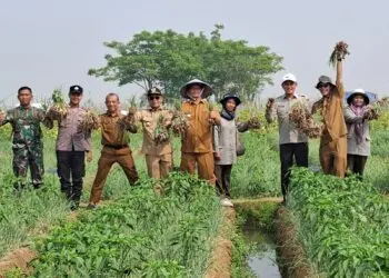 PANEN RAYA -- Pemerintah Kabupaten (Pemkab)Serang, melaksanakan Panen Raya Bawang Merah Program Ratu Tani Bahagia, dalam rangka mendukung pencapaian Asta Cita Swasembada Pangan di sektor pertanian. (ISTIMEWA)
